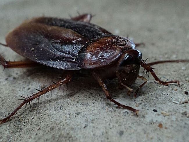 Zoológico ofrece poner el nombre de su ex a una cucaracha en San Valentín