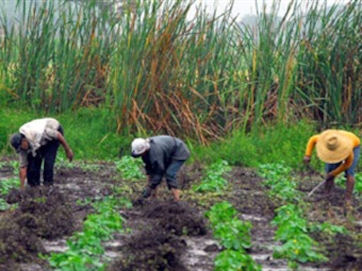 Gobierno evalúa creación de impuesto para tierras improductivas