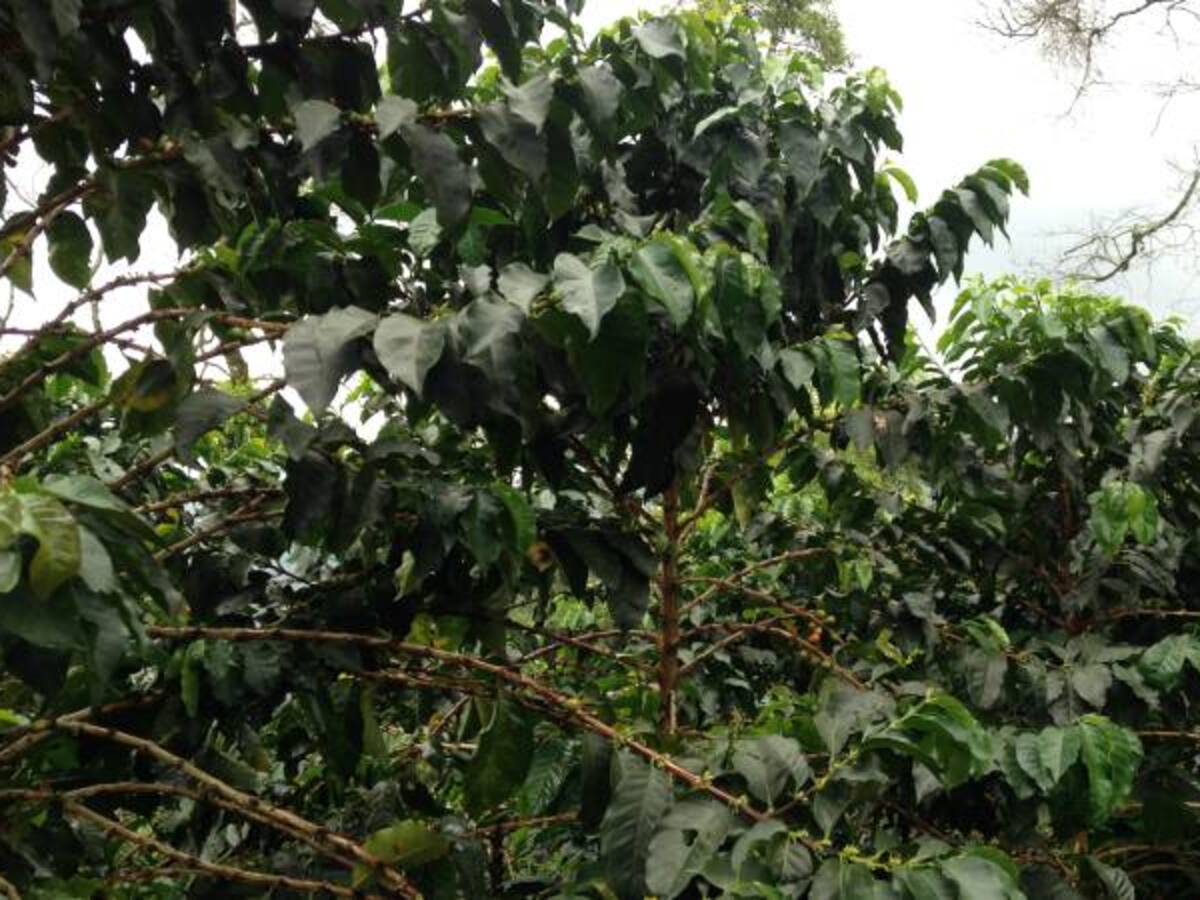 Con aparatos electrónicos se garantizará la seguridad en la cosecha cafetera