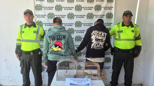 ¡Los pillaron con canarios enjaulados en plena vía de Bolívar!