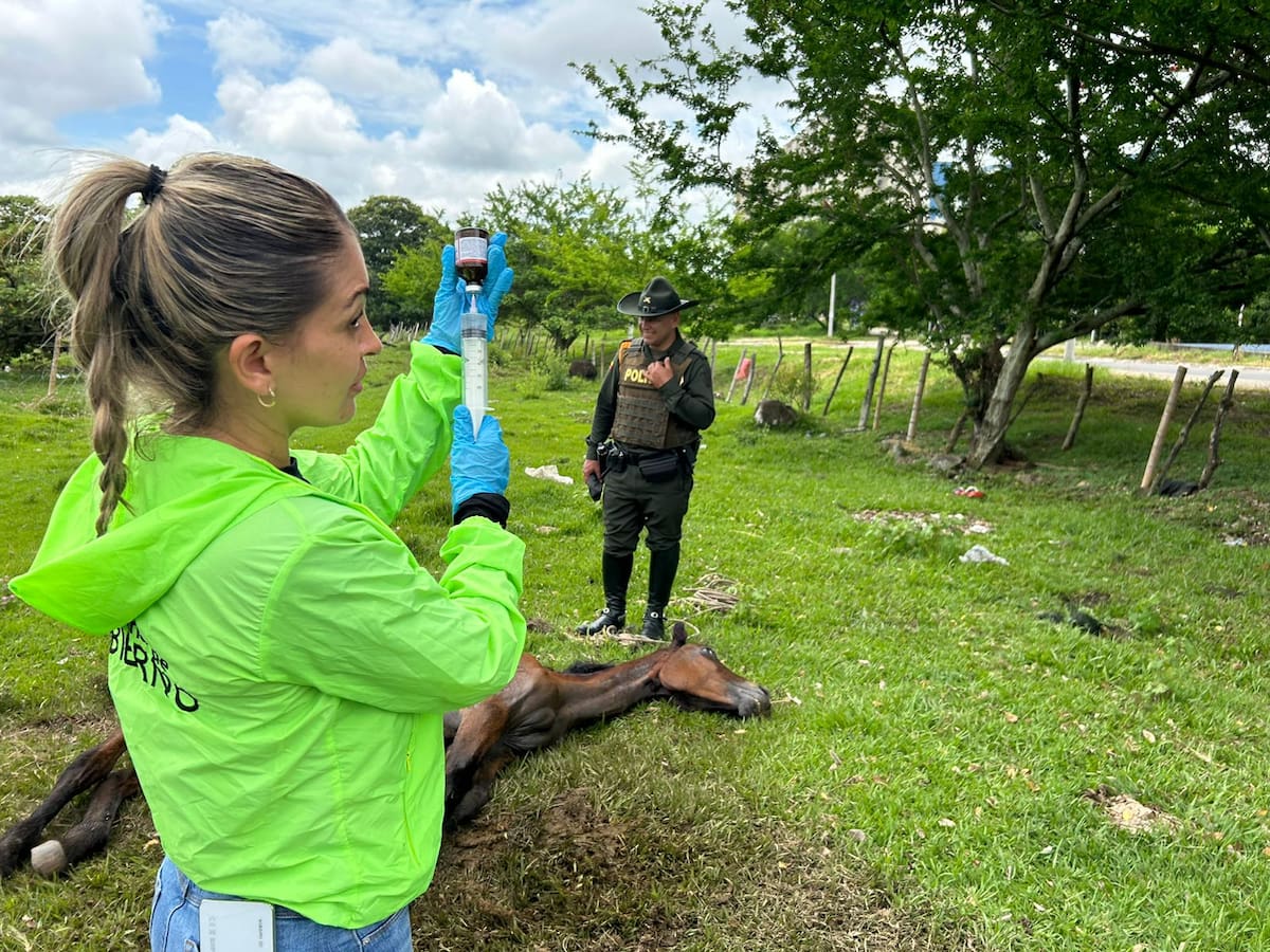Aplican eutanasia a yegua que permanecía enferma en zona pública de Ibagué