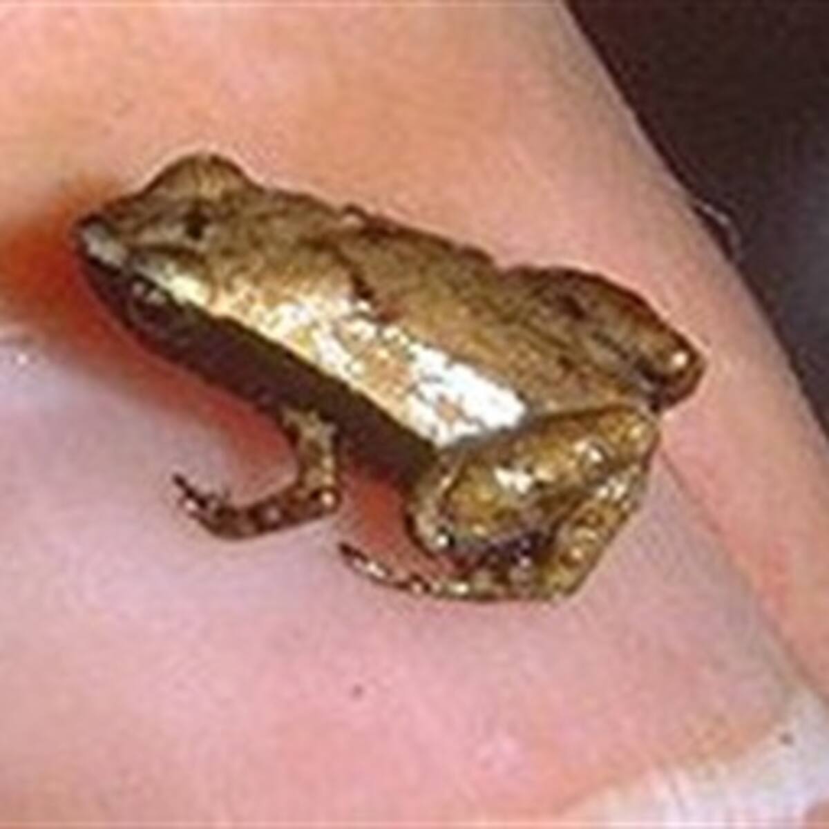 Diminutas ranas que oyen con la boca