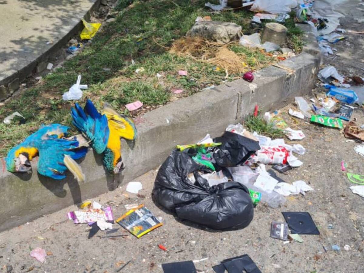 Encuentran dos guacamayas con signos de tortura en Medellín