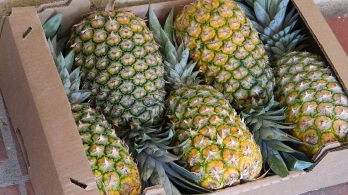 La piña en Guainía, fruto dulce que resurge tras las inundaciones