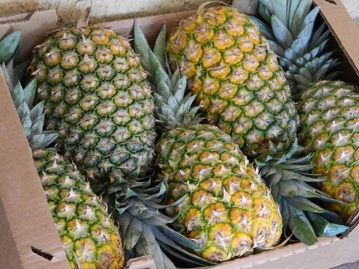 La piña en Guainía, fruto dulce que resurge tras las inundaciones