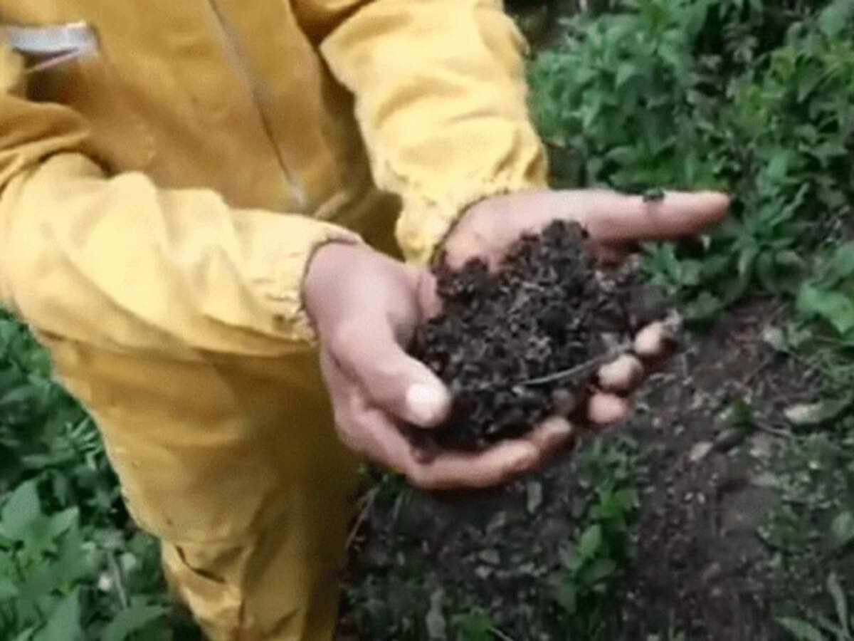 Reportan muerte masiva de abejas en Iquira Huila