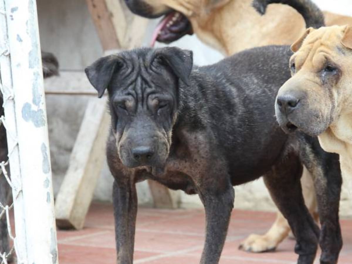 Muerte de más de 30 caninos tiene preocupada a la comunidad de Anzoátegui