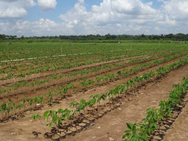 38.000 hectáreas rurales de Bogotá tienen potencial agrícola