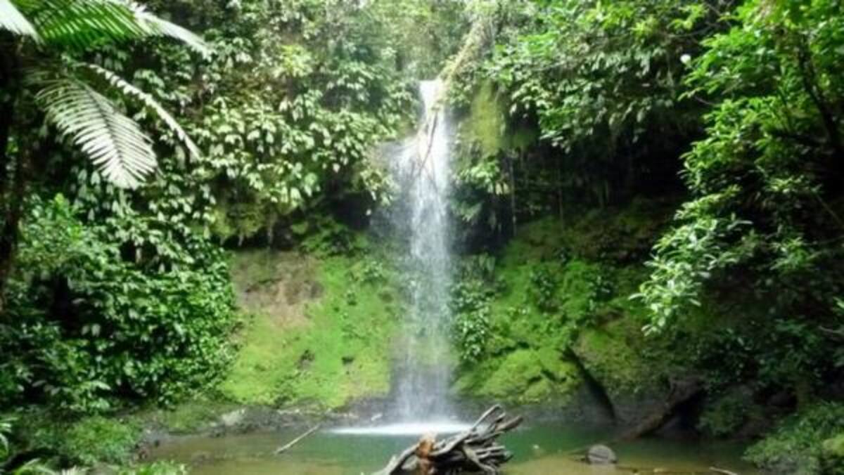 Reserva Forestal Rios Escalerete y San Cipriano. A tan sólo 25 minutos de Buenaventura en carro, se llega al corregimiento de Córdoba, de donde se desplaza por vía férrea a unos 6 kilómetros hasta San Cipriano, por Bodegas se cruza el puente San Martín sobre el río Dagüa y se aborda de igual manera las brujitas que son carritos de balinera.