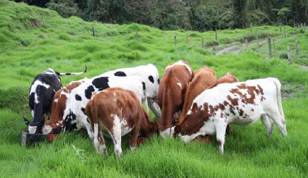 Ganadería en Caldas