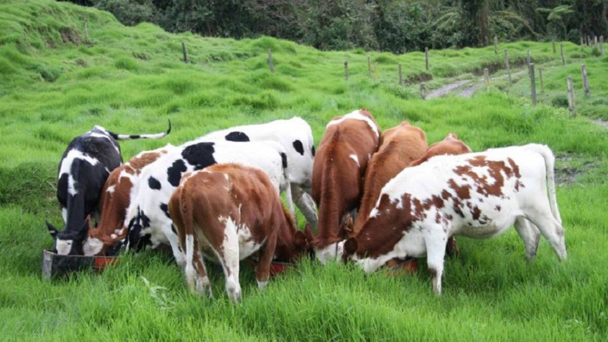 Inicia la inseminación artificial de bovinos en veredas de Manizales