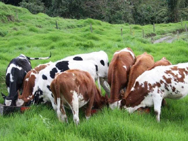 Ganadería en Caldas