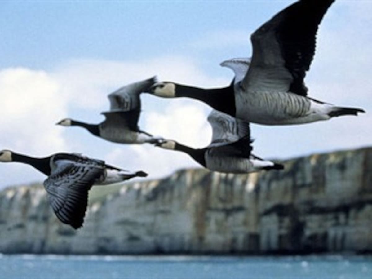 Las aves migratorias varían sus periodos de viaje por el cambio climático