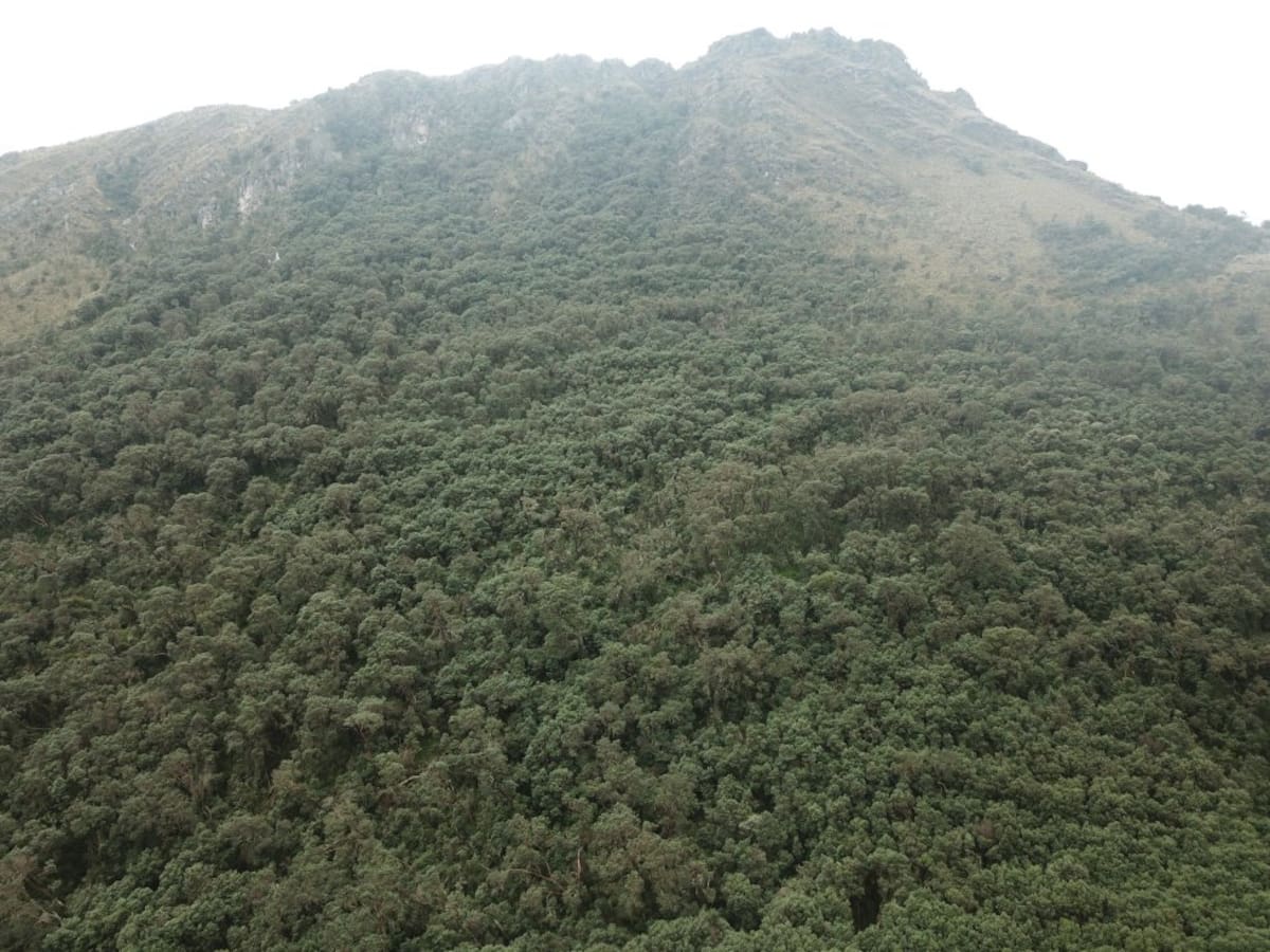 En el páramo Guantiva-La Rusia, ubicado en Boyacá y Santander, sobrevive el mayor parche o relicto de bosque de colorados, más de 16 hectáreas ubicadas en el municipio de Belén.