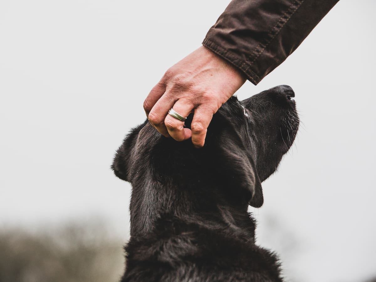 ¿Por qué los perros alzan la pata cuando los acarician?