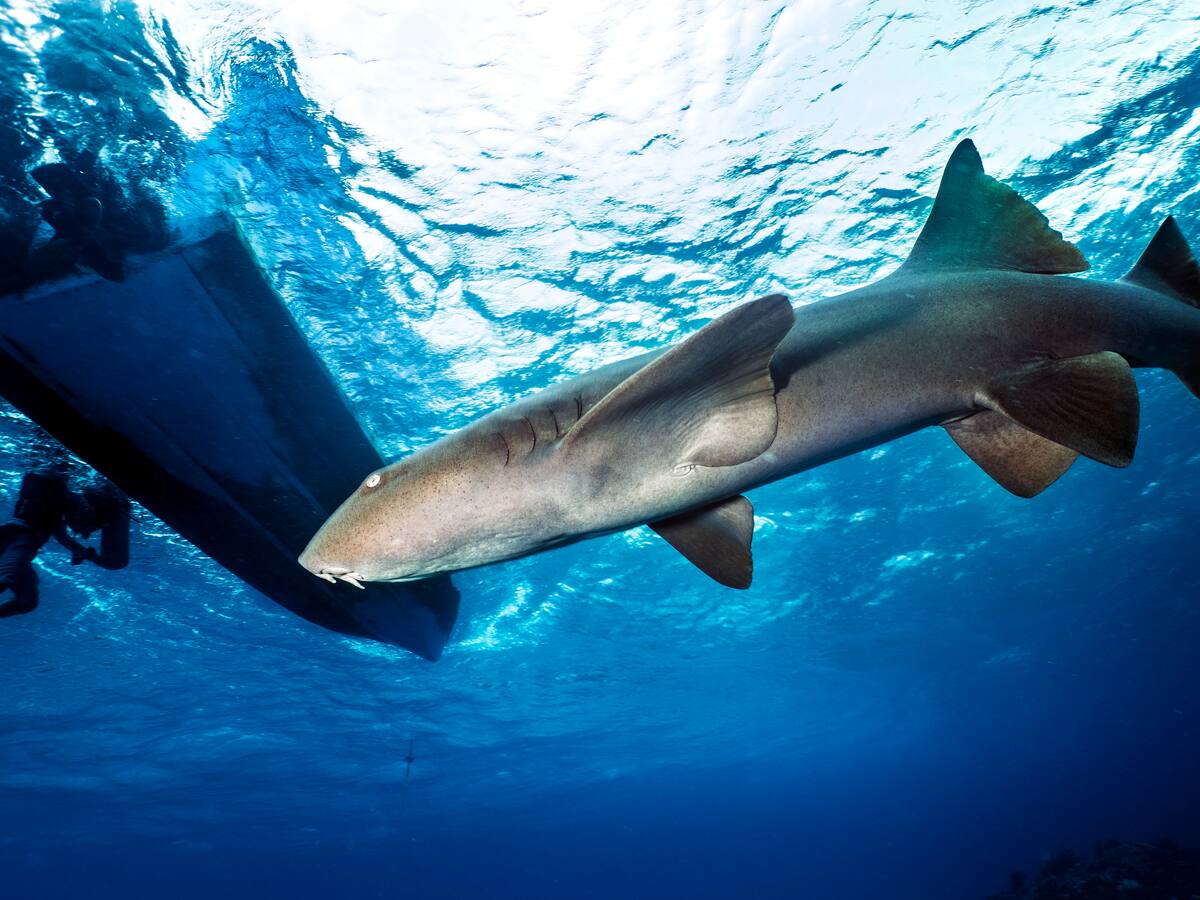 Respeto a ecosistemas en San Andrés: uno de los argumentos de Colombia en La Haya