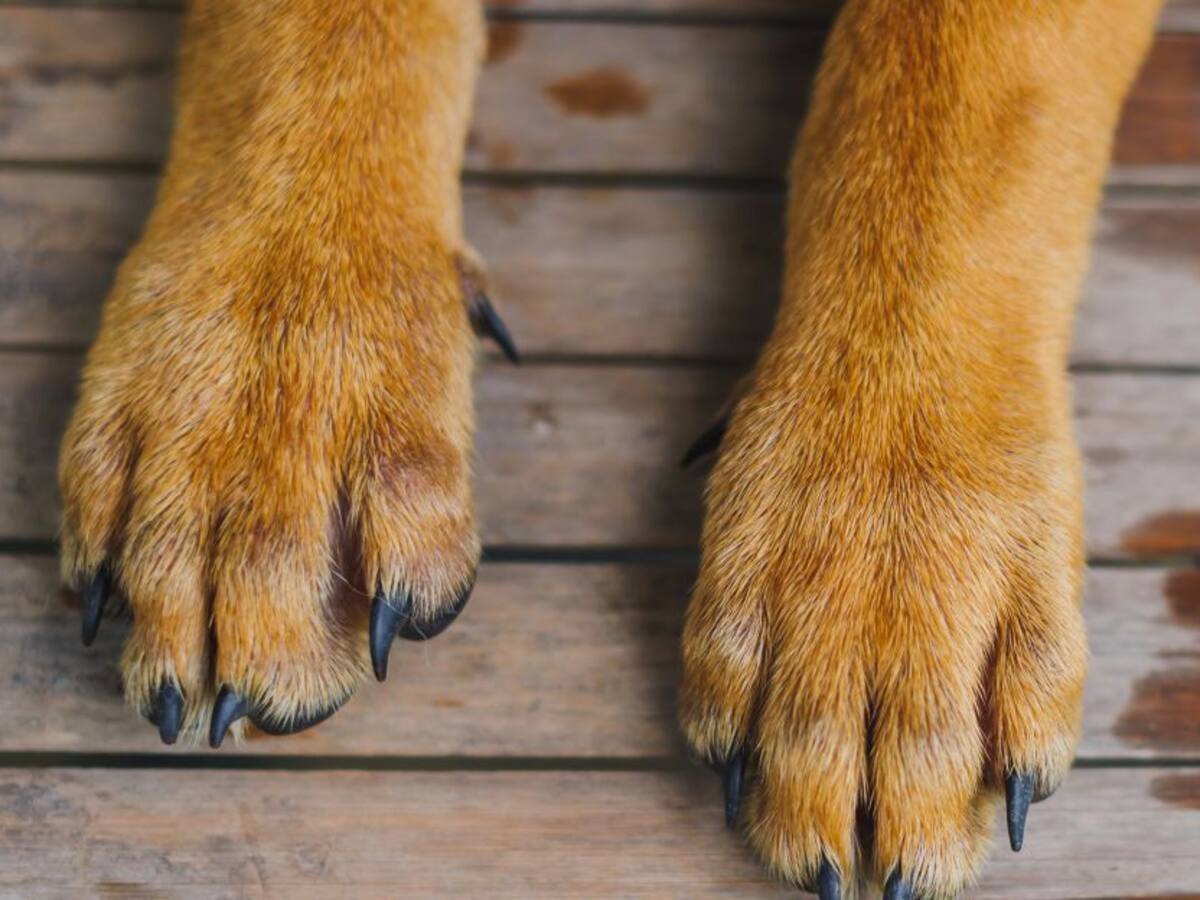 Matan a perro en grave maltrato animal en Arauca