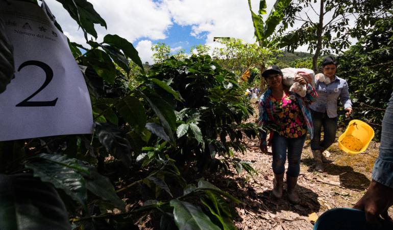 Recolectoras de café