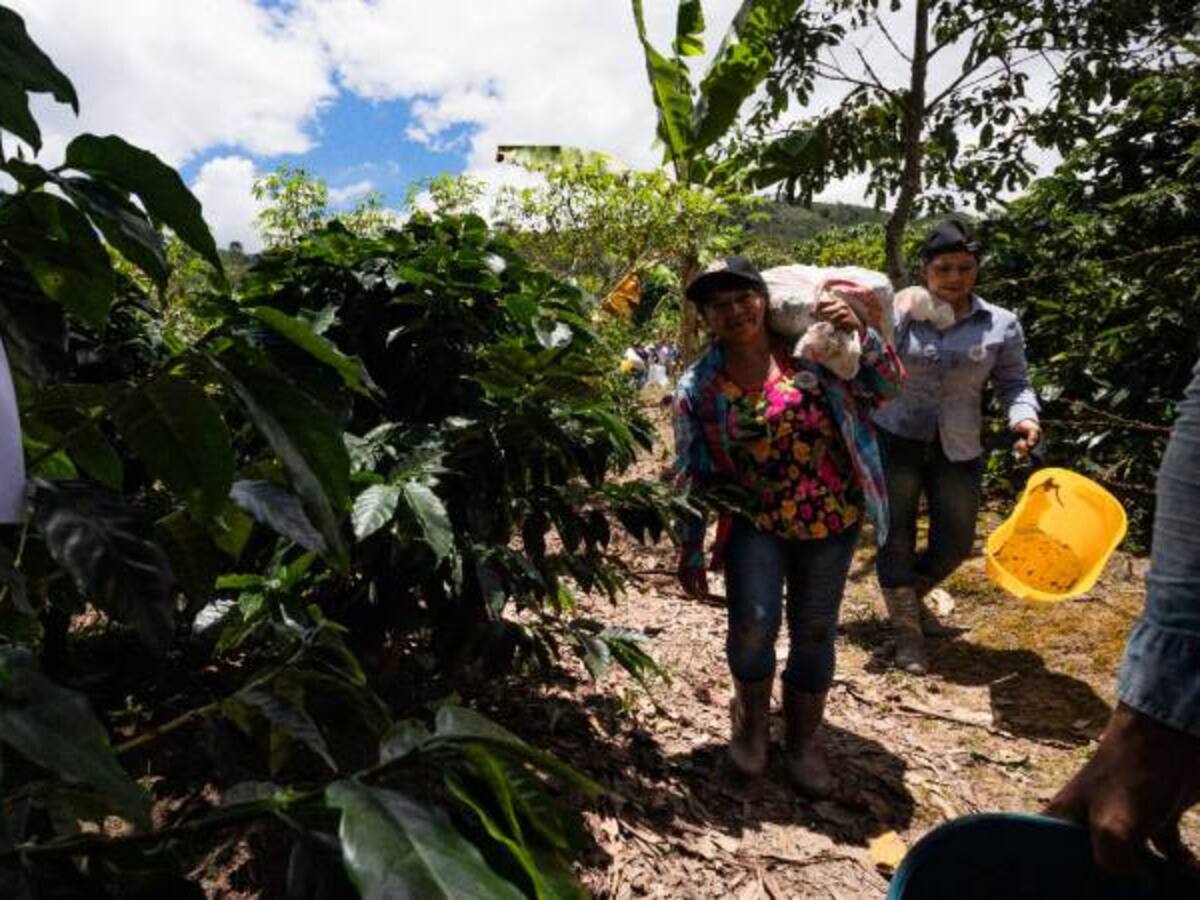 El Huila escoge a su mejor 'chapolera'