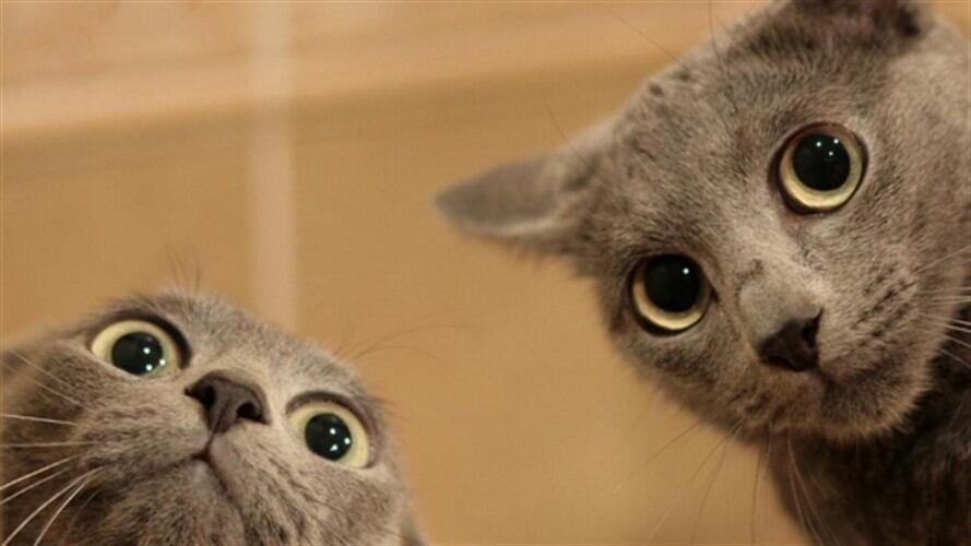 20 de febrero, día internacional del gato. Foto: En Twitter: @mylozz66