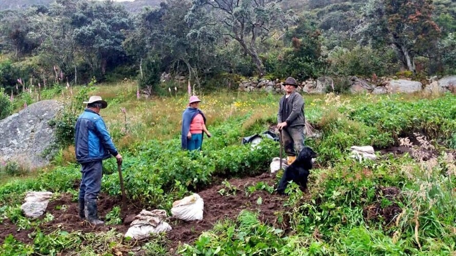 Proyecto Páramos . Foto: Cortesía: Región Central