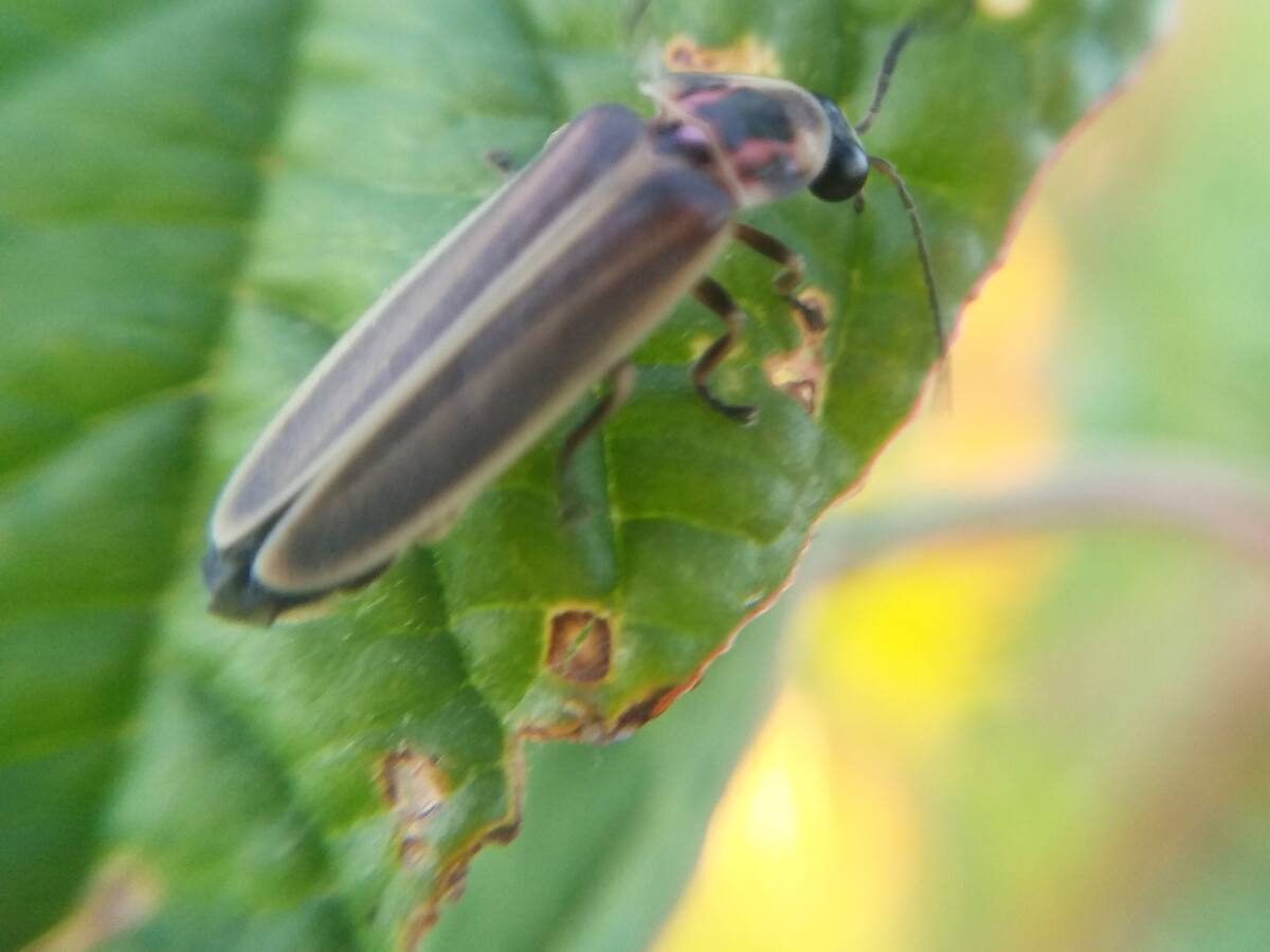 Las luciérnagas, insectos inspiradores y muy útiles en el agro