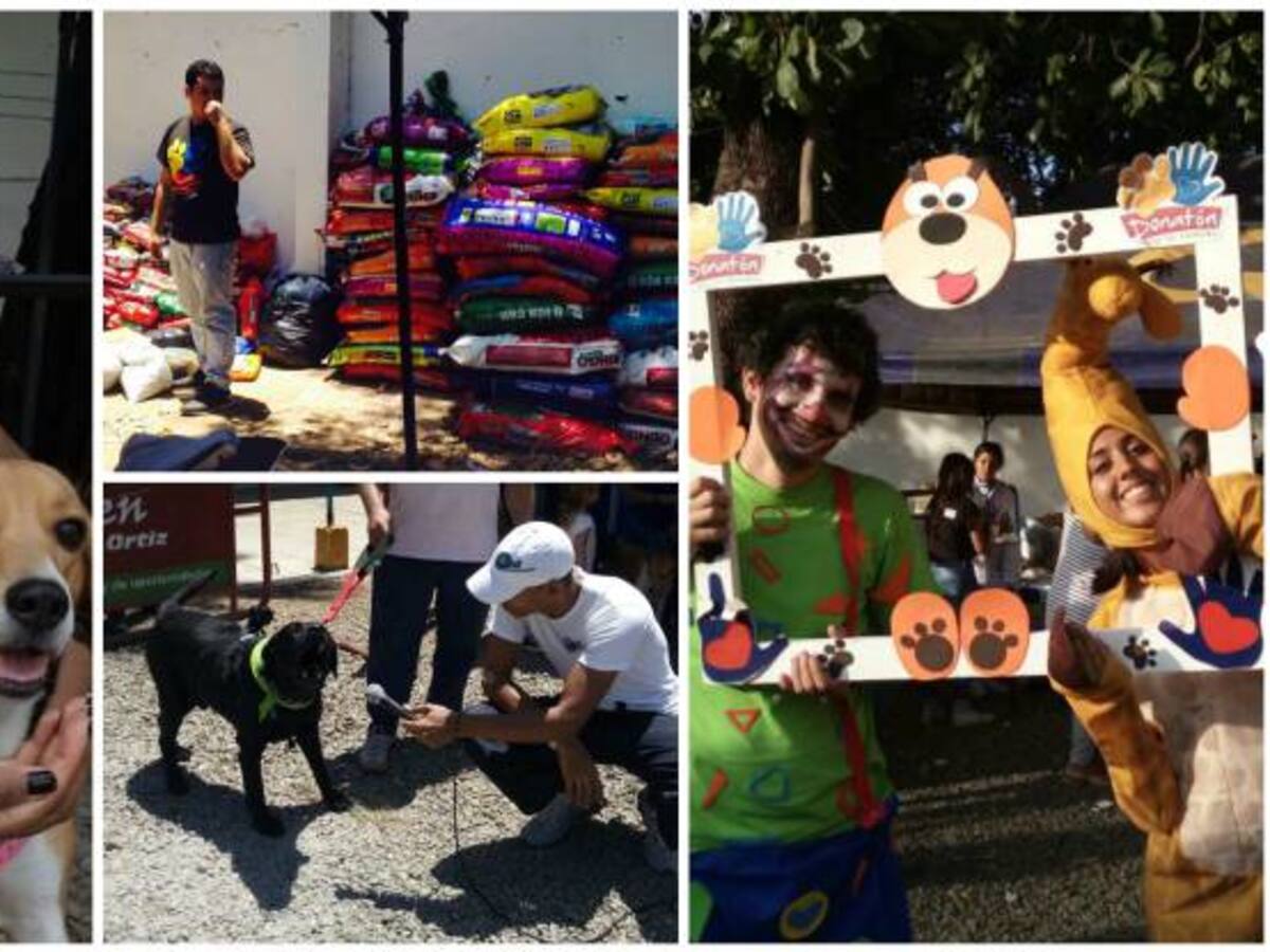 En fotos: Así fue la gran donatón por los animales callejeros en Cali