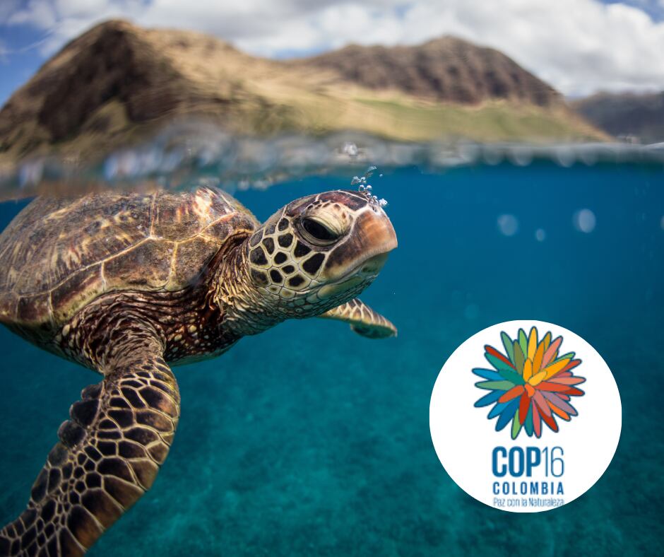 Biodiversidad marina y logo COP16 (Getty Images)