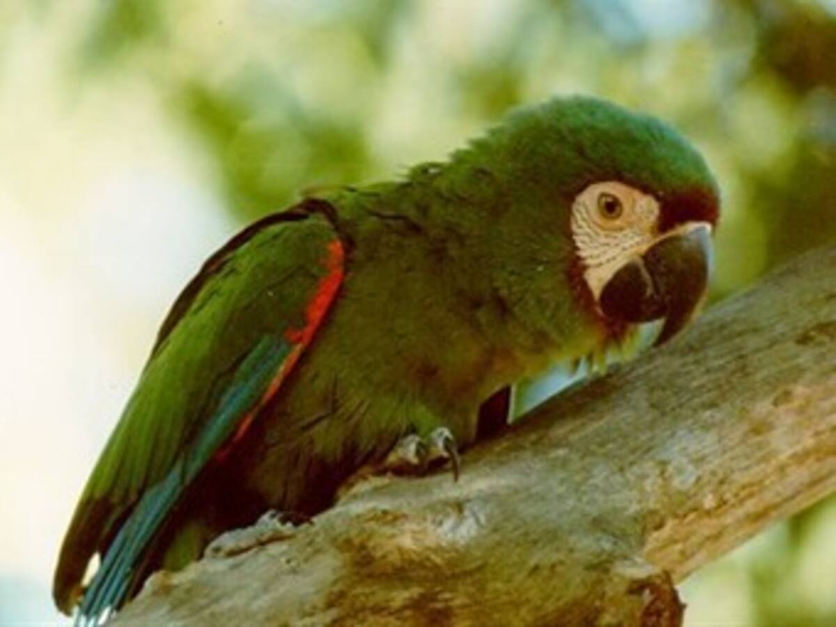 Si sale de Bogotá, deje a los animales silvestres en su hábitat natural