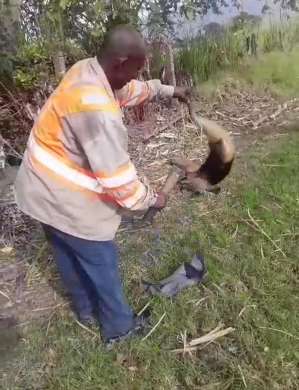 Al parecer un cortero de caña da muerte de forma salvaje a un oso hormiguero.