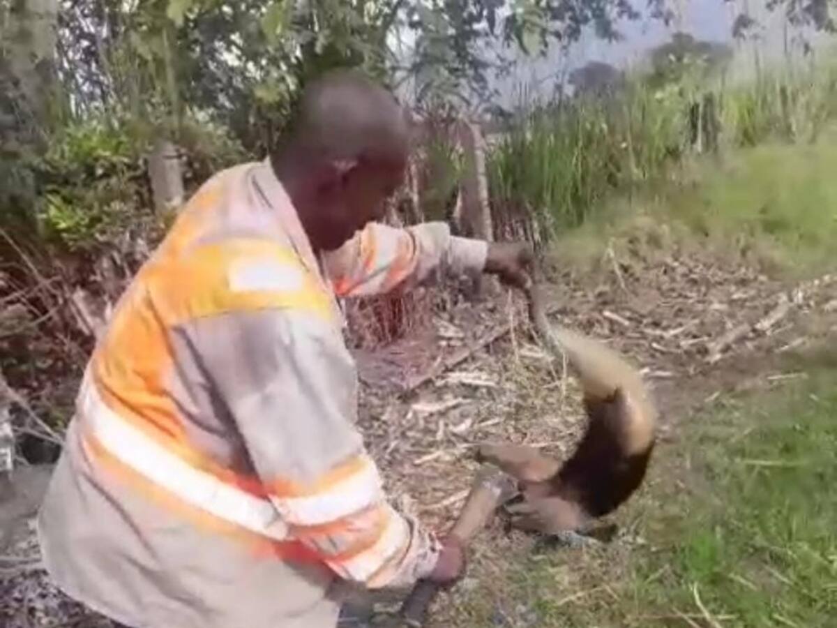 Repudio en el Valle por muerte violenta de un Oso Hormiguero en una plantación de Caña