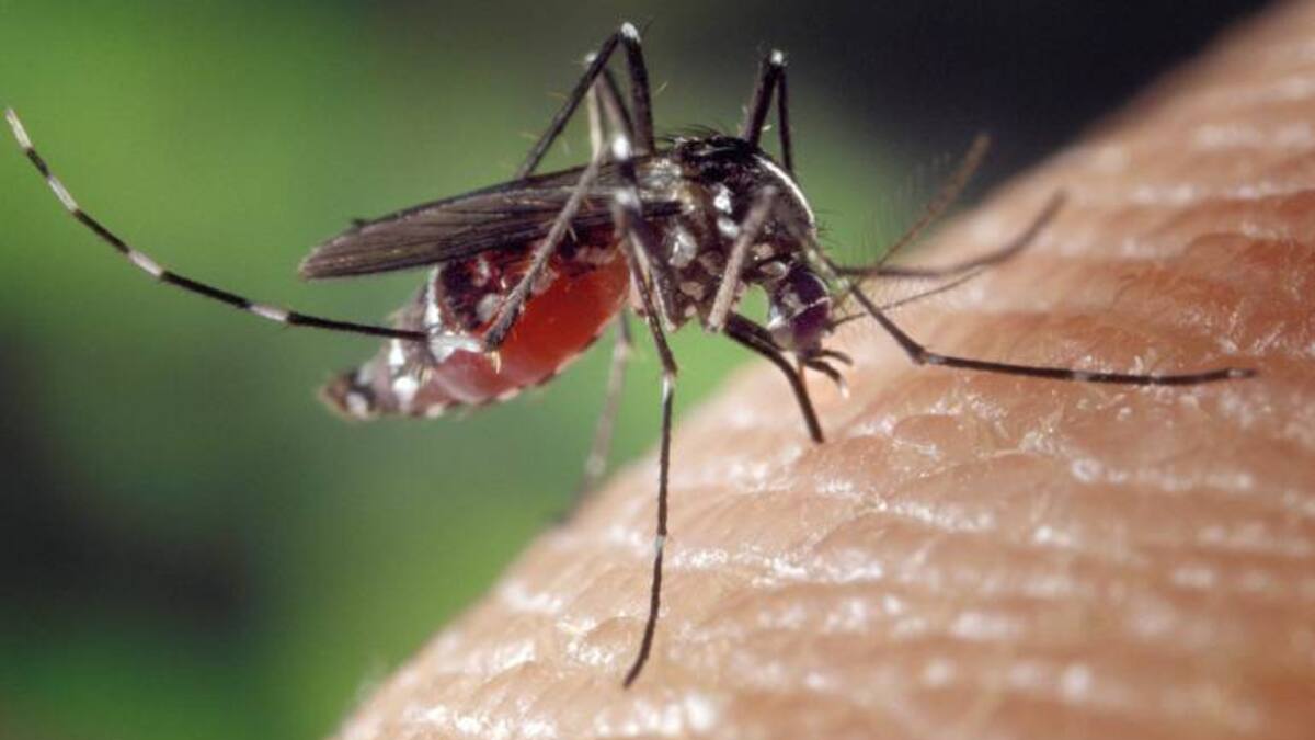 Más de 150 municipios se encuentran en situación de brote por dengue en el país