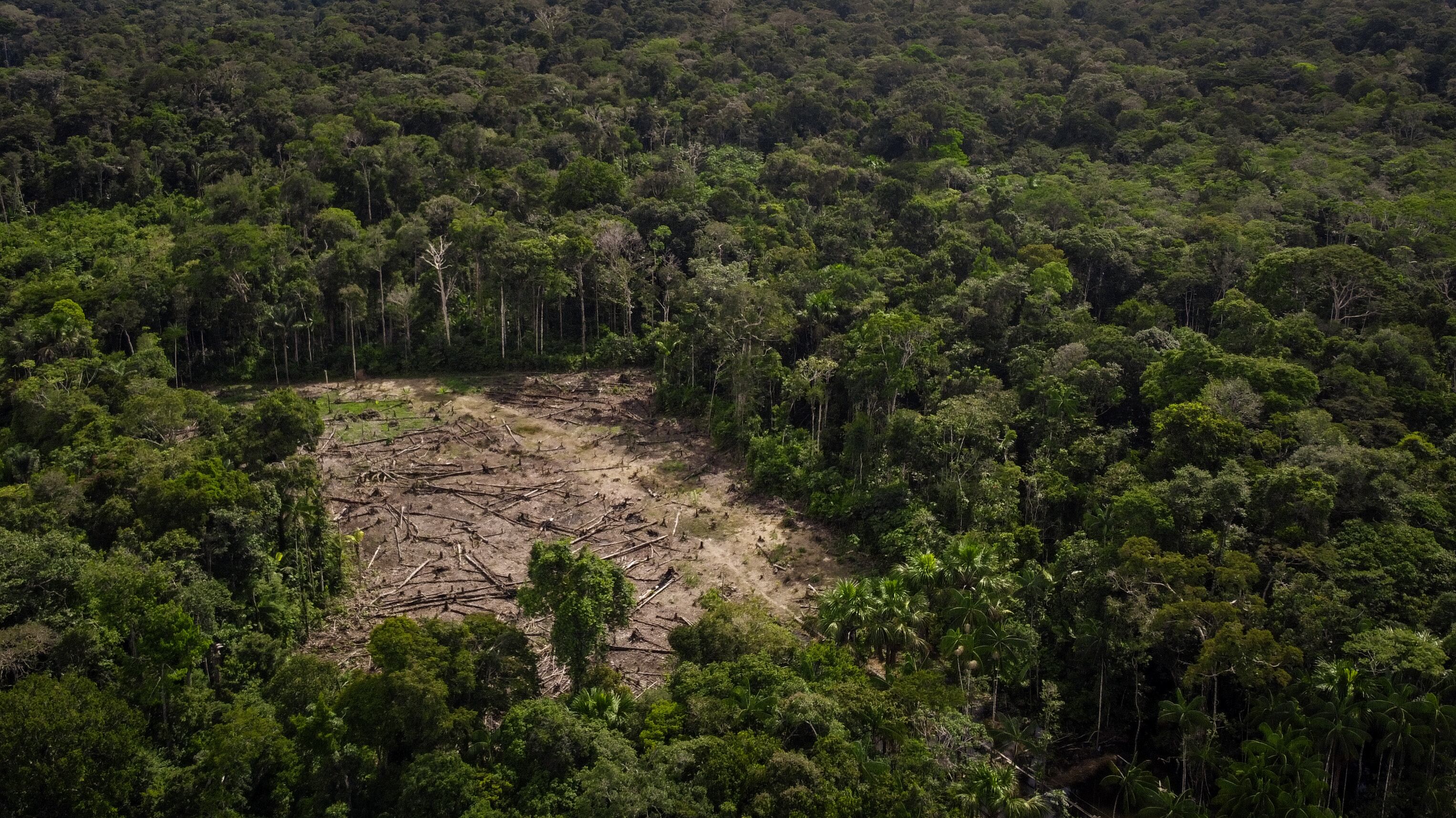 De acuerdo con la FCDS, existen instrumentos de política y un marco normativo que pueden impulsar incentivos perversos que afectan la conservación, el manejo y el uso de la biodiversidad (PNUD – BIOFIN, 2023). De los 42 instrumentos identificados de ordenamiento territorial y producción agropecuaria y desarrollo, 38 pueden activar directa o indirectamente la pérdida de biodiversidad. | Foto: Getty Images