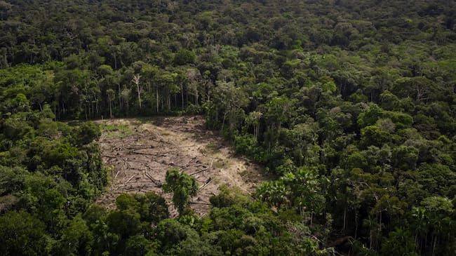 De acuerdo con la FCDS, existen instrumentos de política y un marco normativo que pueden impulsar incentivos perversos que afectan la conservación, el manejo y el uso de la biodiversidad (PNUD – BIOFIN, 2023). De los 42 instrumentos identificados de ordenamiento territorial y producción agropecuaria y desarrollo, 38 pueden activar directa o indirectamente la pérdida de biodiversidad. | Foto: Getty Images
