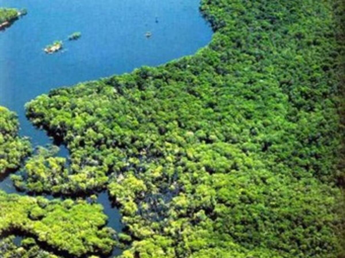 La sucesión de sequías en el Amazonas alarma a los científicos