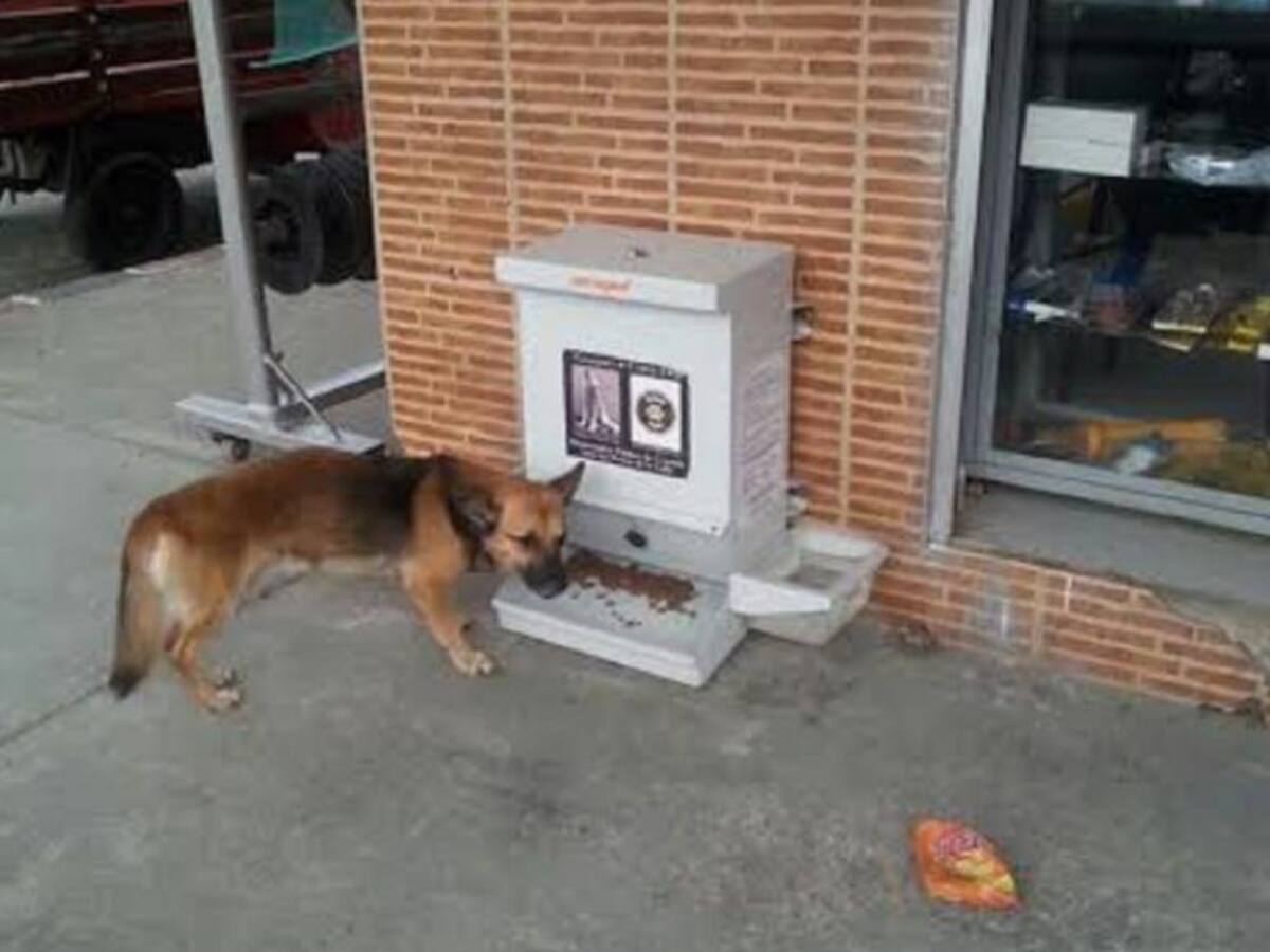 En Cali delincuentes se roban hasta la comida para perros