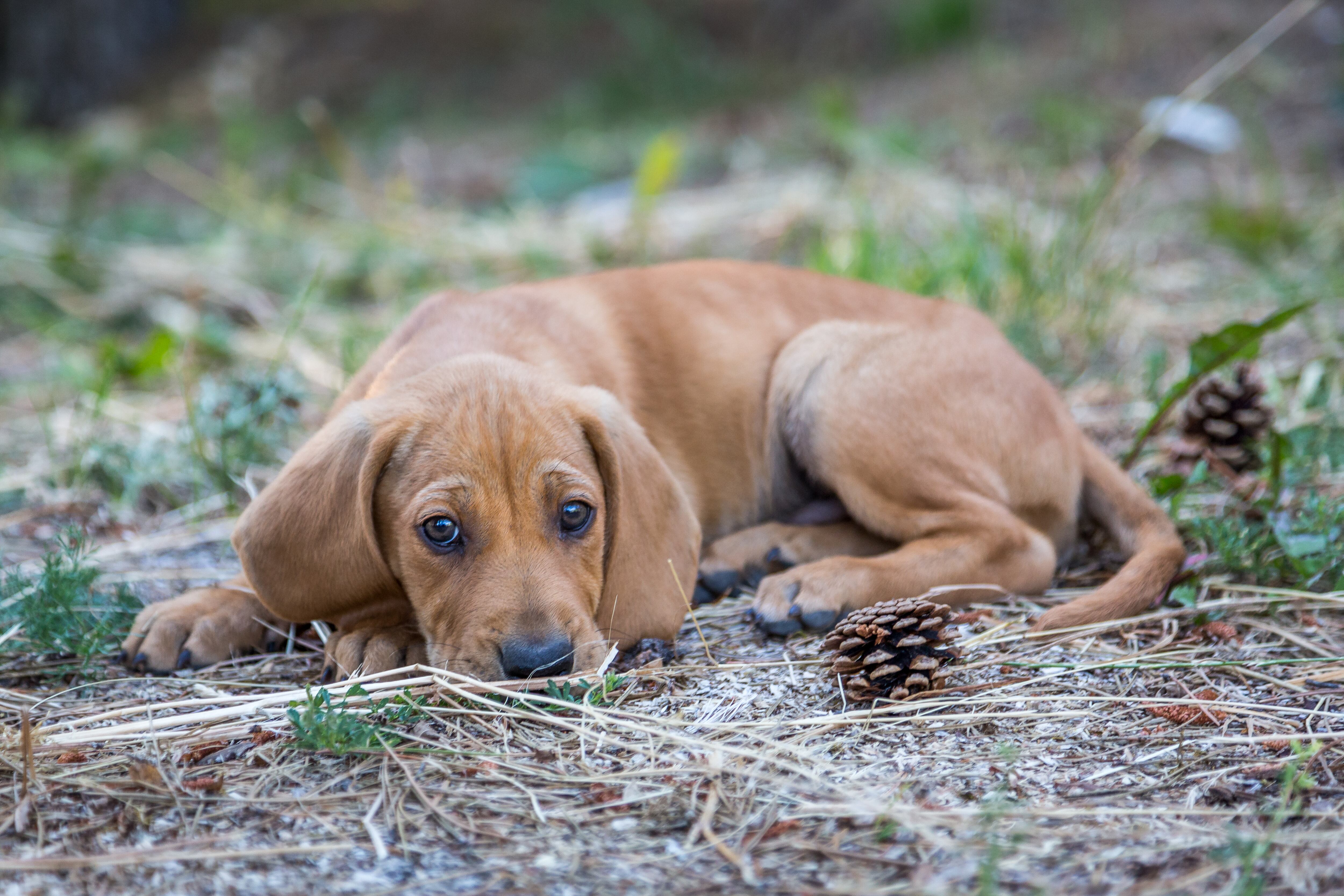 Bloodhound -Getty Images