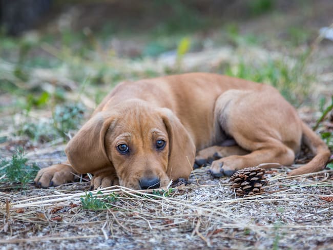 Bloodhound -Getty Images