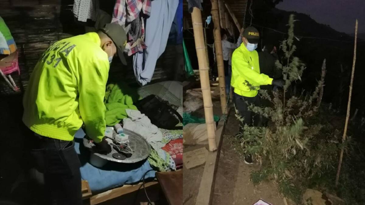 Desmantelan en Anserma una fábrica artesanal de marihuana