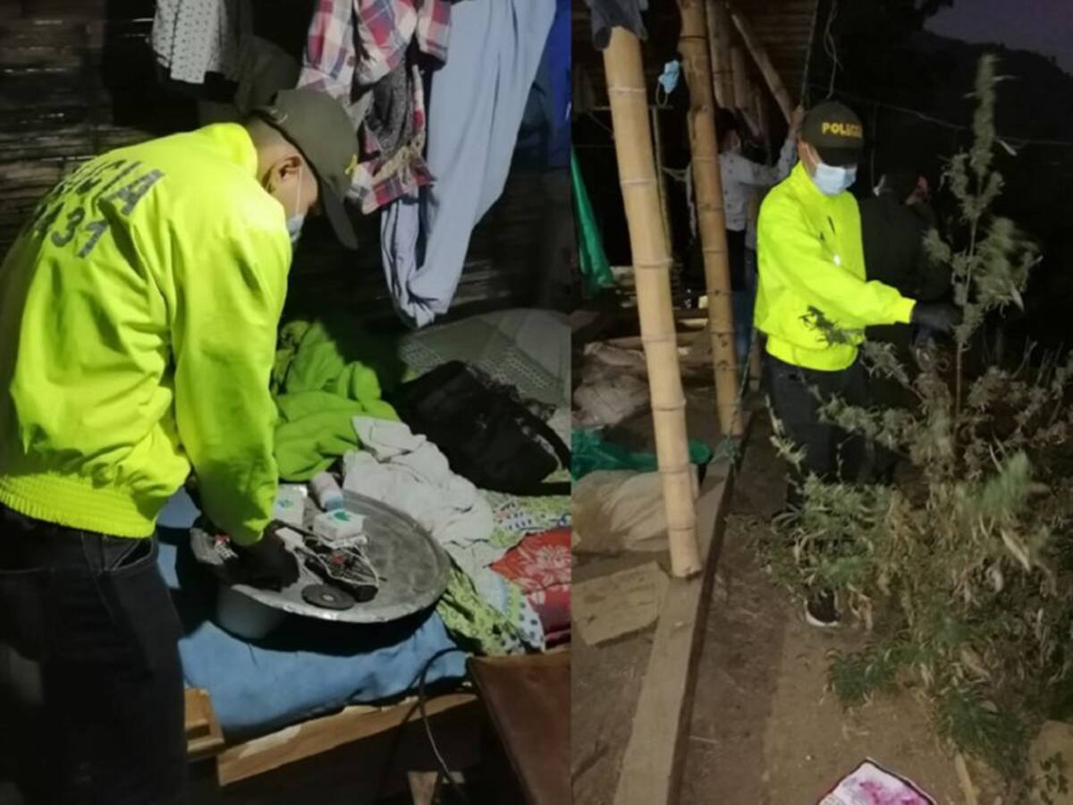 Desmantelan en Anserma una fábrica artesanal de marihuana