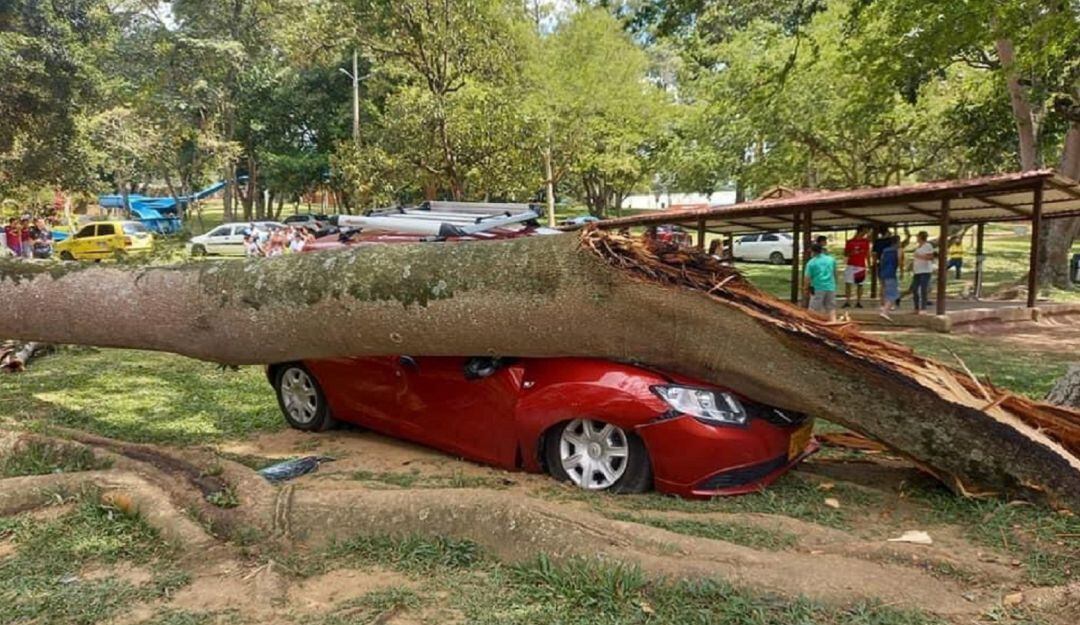 Árbol cae en cima de un carro