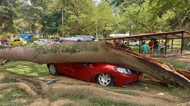 Árbol cae en cima de un carro