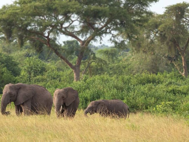 Cortesía: Getty Images