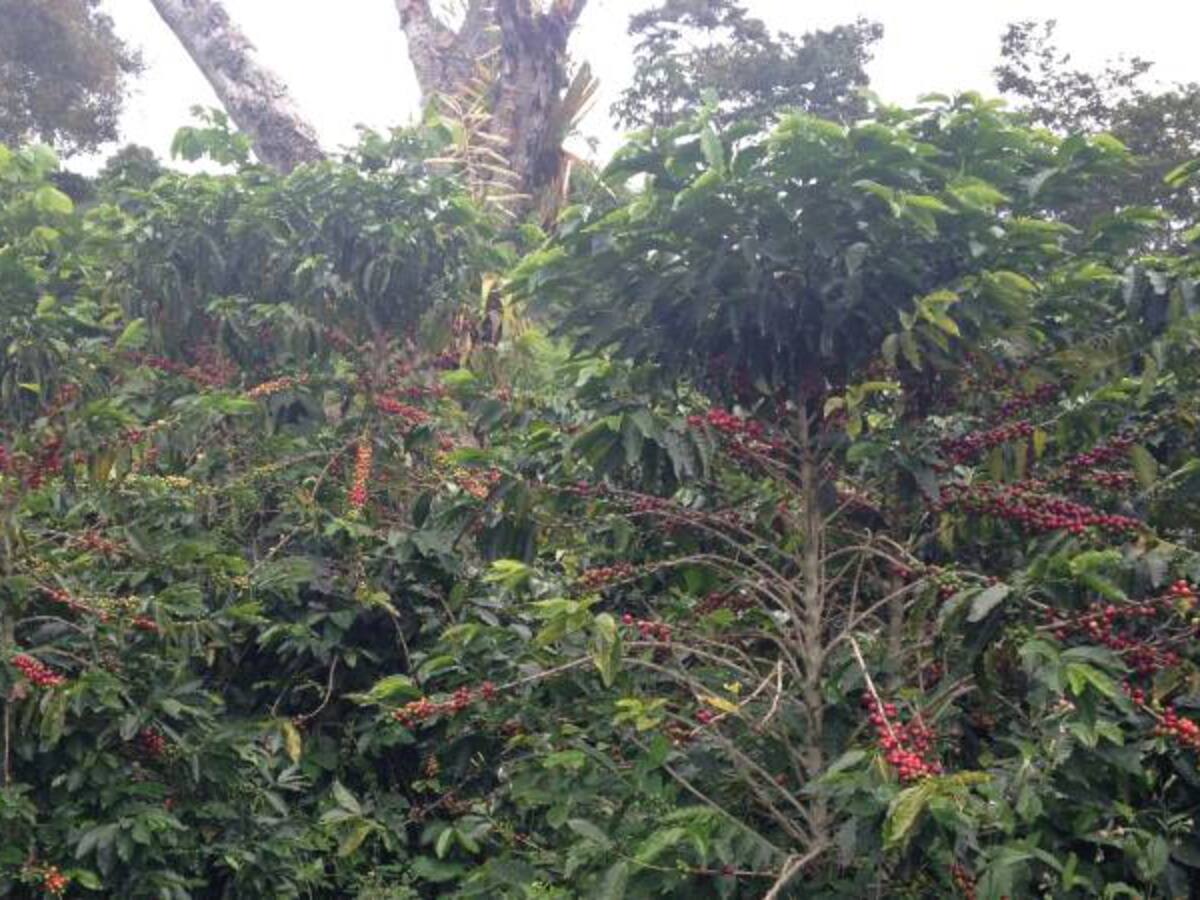 El Congreso Nacional Cafetero llega a Caldas