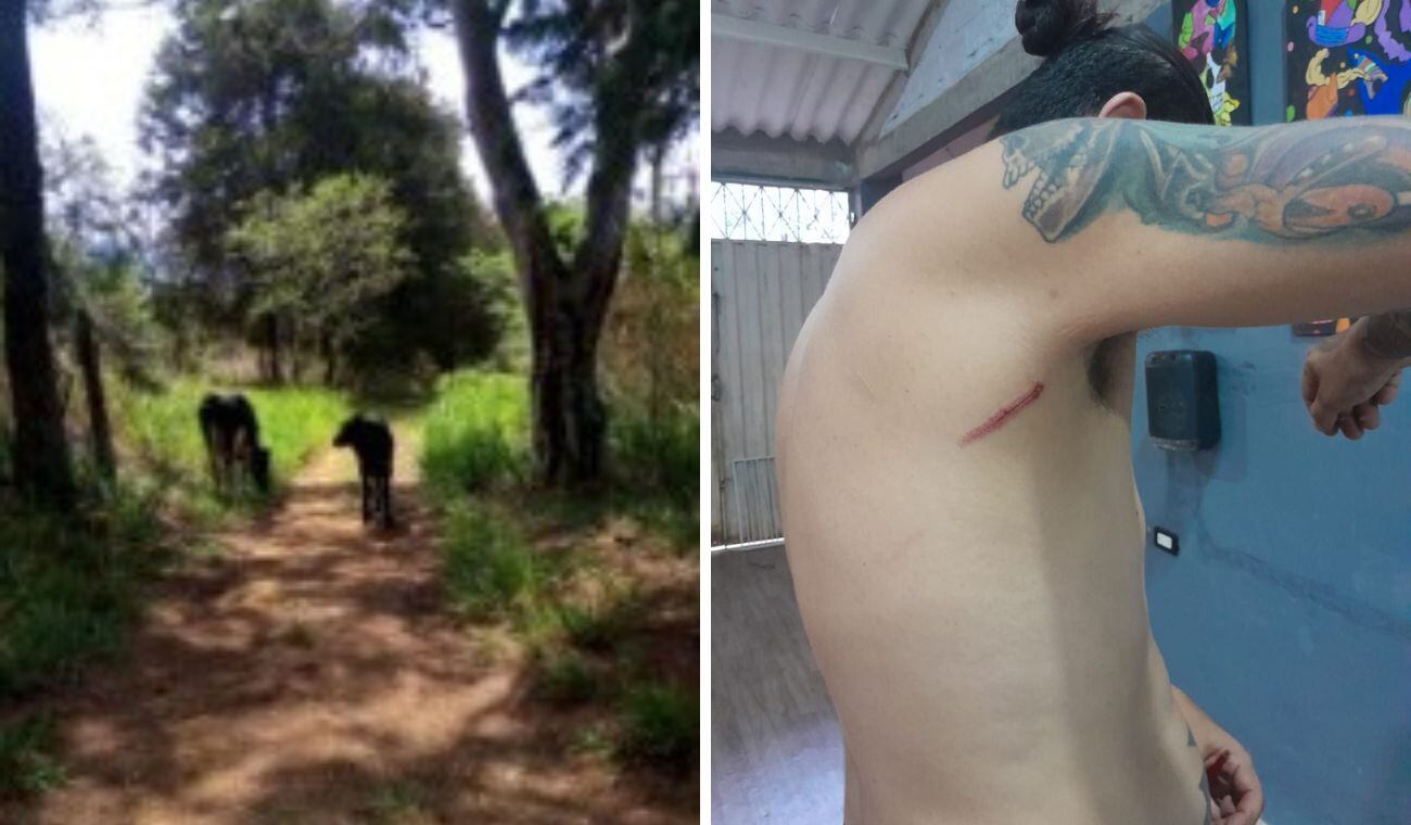 Por la invasión de vacas en un predio de una familia bogotana un concejal resultó demandado.