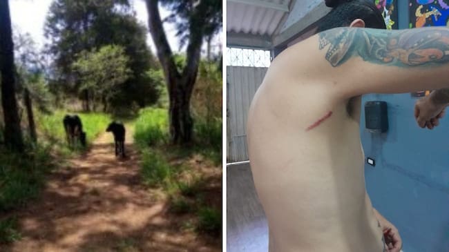 Por la invasión de vacas en un predio de una familia bogotana un concejal resultó demandado.