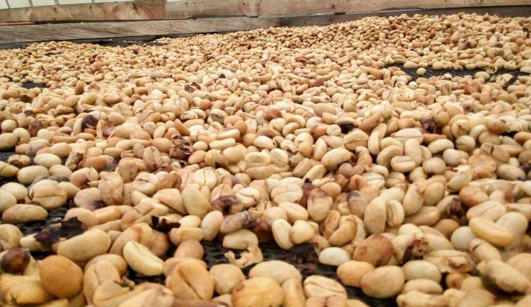 Lavado ecológico del café