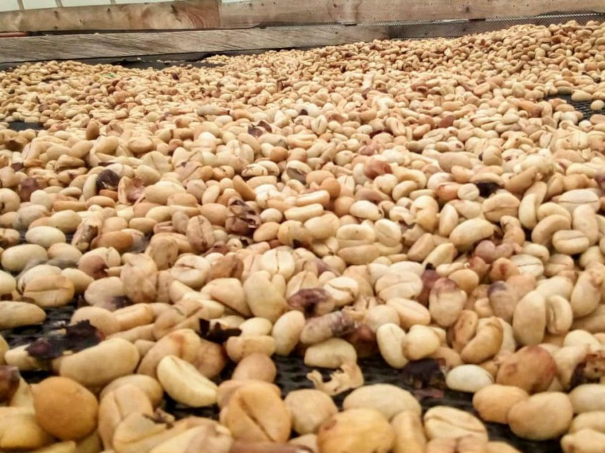 Firman acuerdos para hacer un lavado del café más ecológico