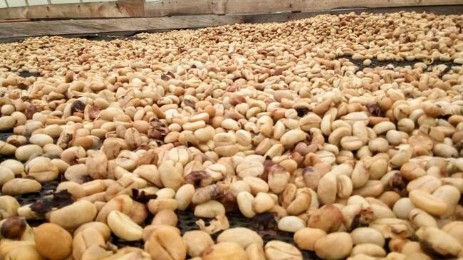 Lavado ecológico del café