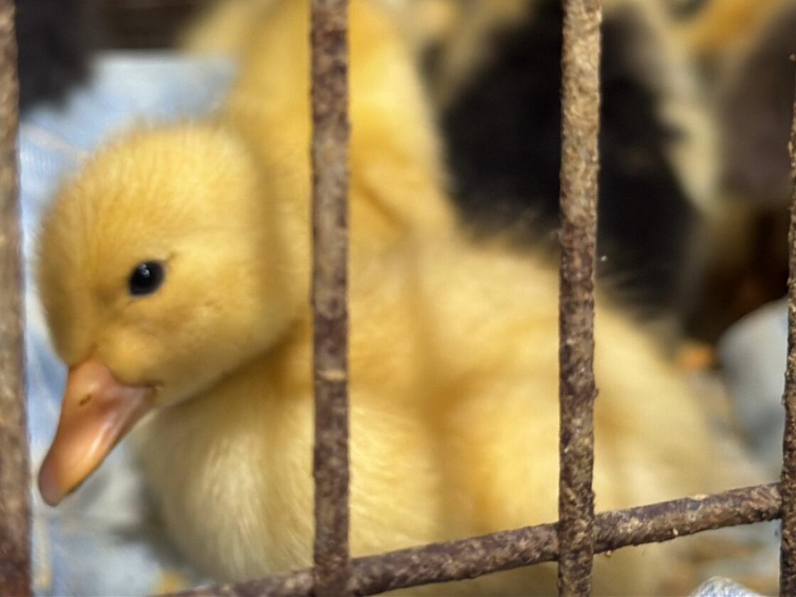 Animales maltratados rescatados en la Plaza Minorista. Foto: Cortesía de Medellín.